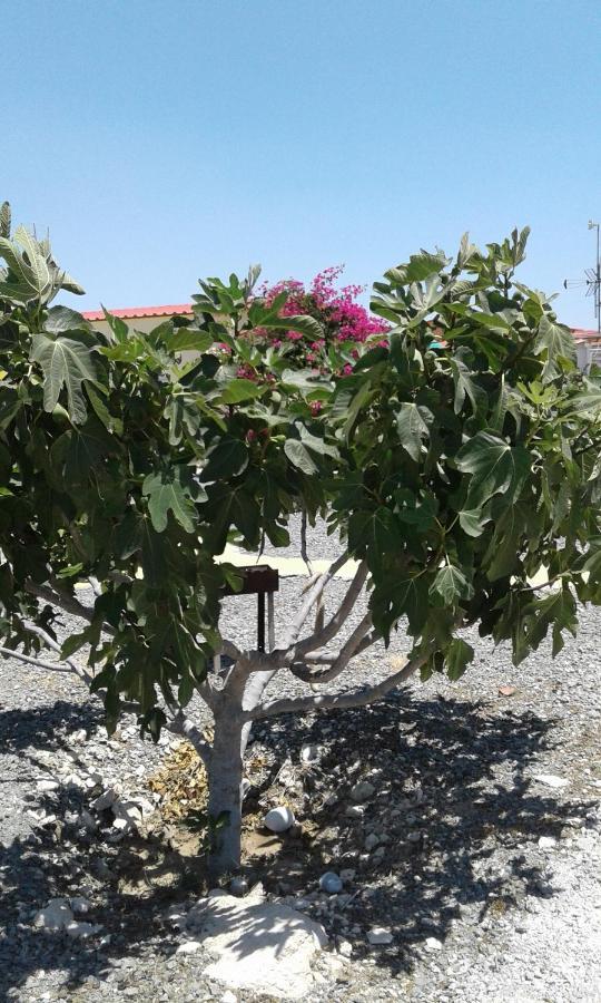Mersinera Paradise Garden Stars House Larnaca Exterior photo